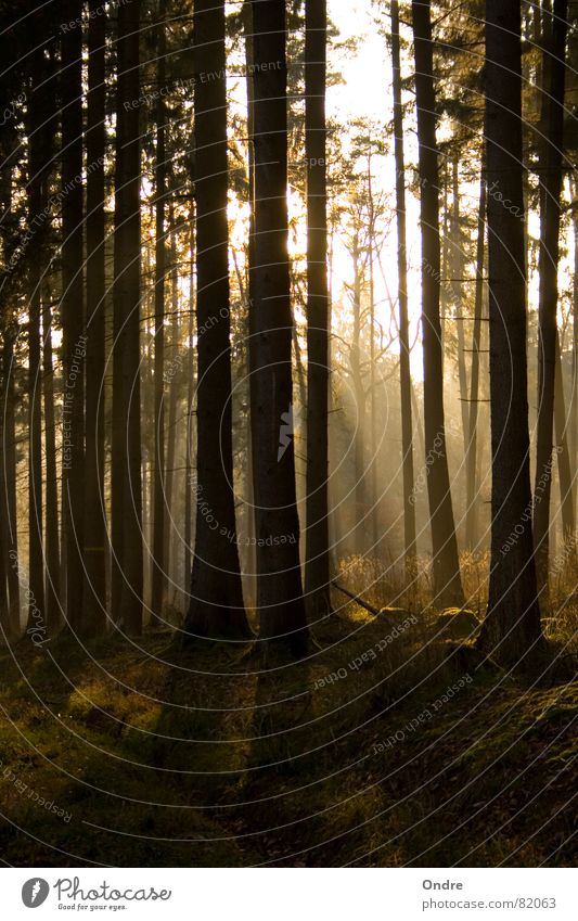 Wald Sonnenstrahlen Baum Licht ruhig Reifezeit Frieden Wachstum