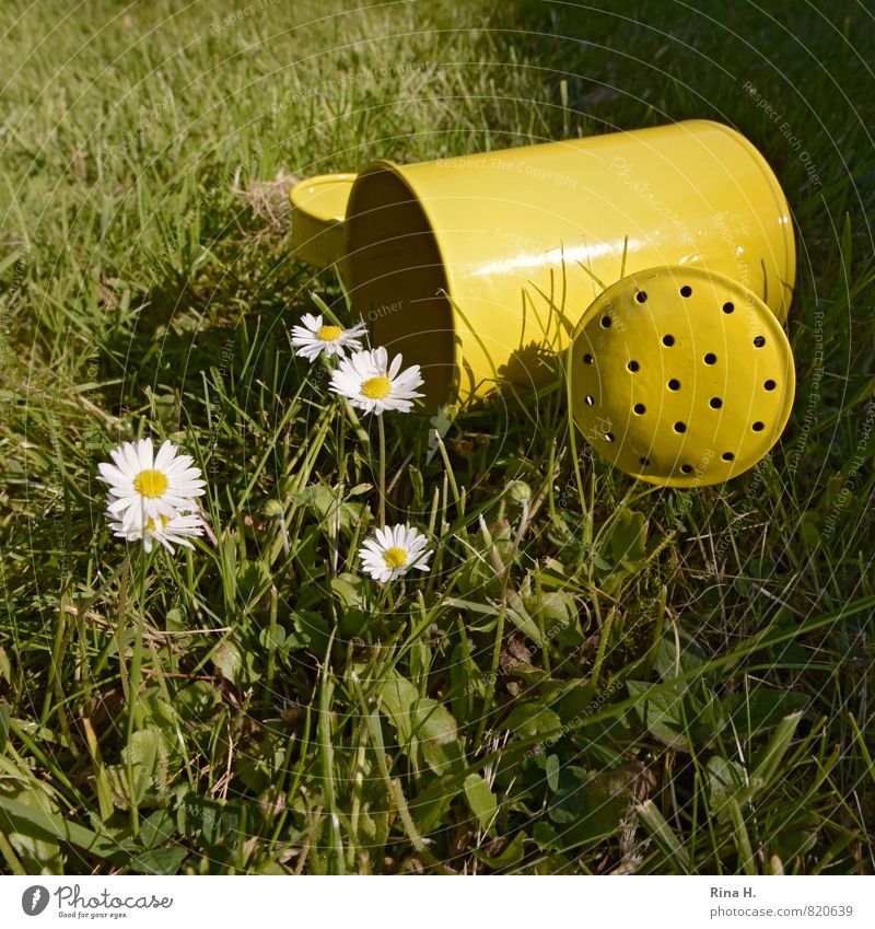 Gänseblümchen Sommer Schönes Wetter Blume Gras Wiese Blühend positiv gelb grün Lebensfreude Gießkanne Quadrat Farbfoto Außenaufnahme Detailaufnahme Menschenleer