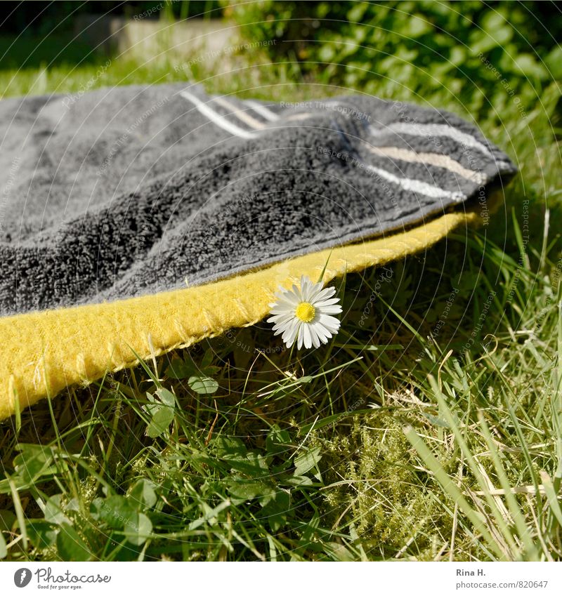 Sommer ! dubididubiduu Schönes Wetter Gras Blüte Garten Wiese Blühend authentisch Wärme gelb grün Glück Lebensfreude Erholung Ferien & Urlaub & Reisen