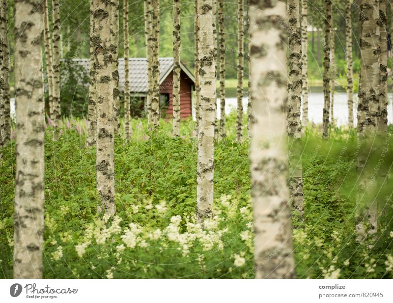 Birkenwald & Sauna Erholung Schwimmen & Baden Ferien & Urlaub & Reisen Sommer Sommerurlaub Natur Wiese Wald Seeufer Teich Haus Hütte Häusliches Leben grün ruhig