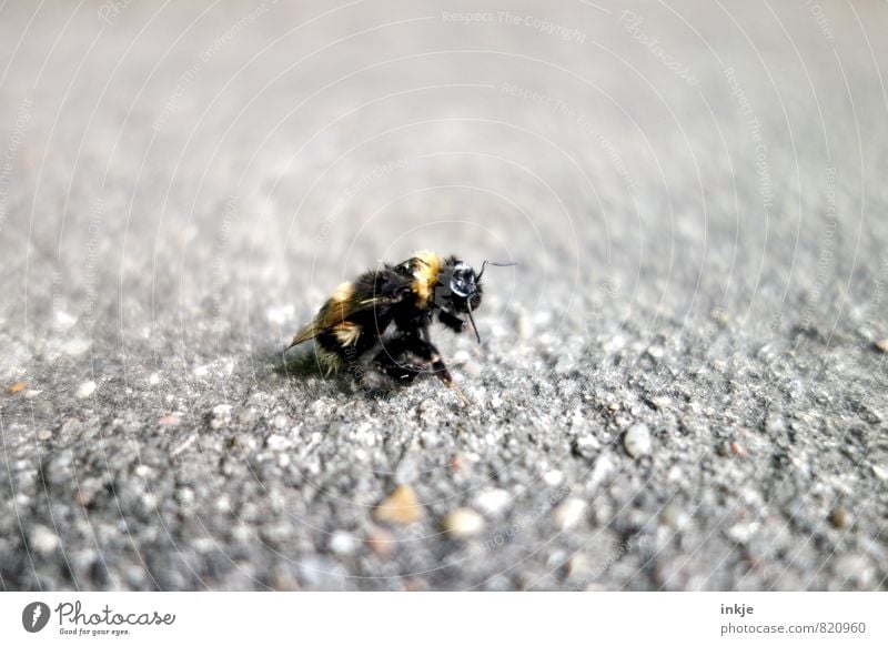 burnout Menschenleer Straße Wege & Pfade Tier Wildtier Totes Tier Hummel 1 alt Erholung hocken authentisch kaputt klein unten Gefühle standhaft Tod Erschöpfung