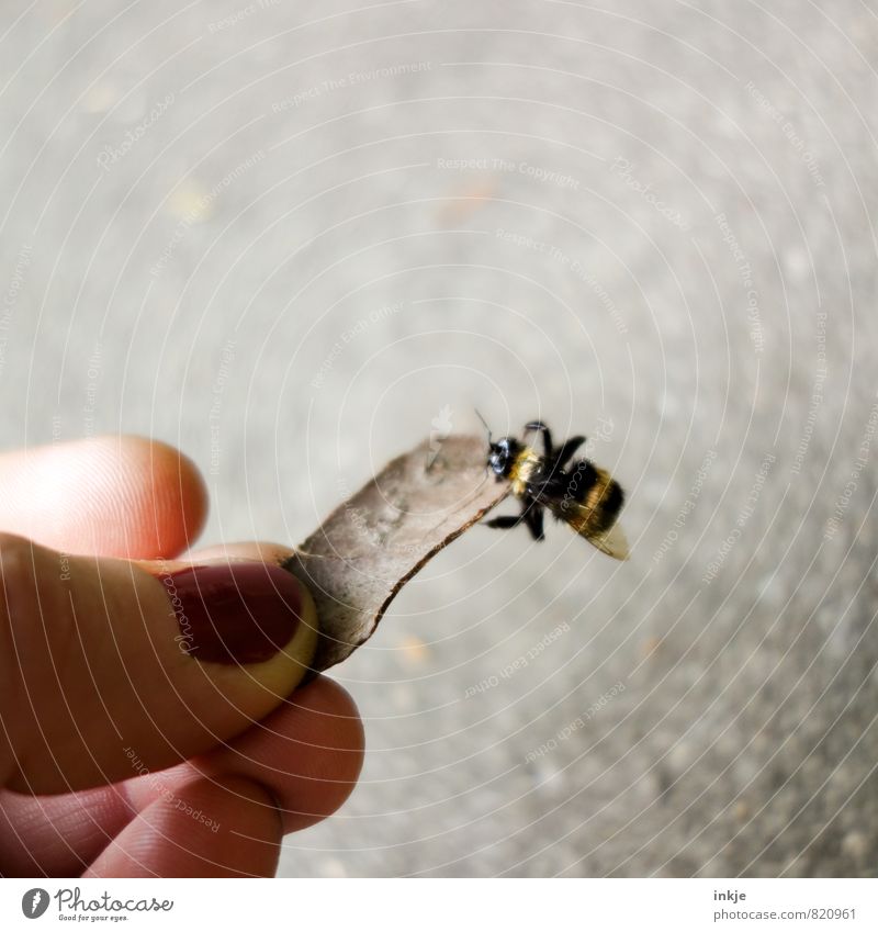 Rettungshelfer Hand 1 Mensch Tier Wildtier Totes Tier Hummel beobachten festhalten hängen hocken krabbeln authentisch kaputt klein nah Gefühle Tierliebe