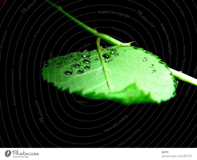 Nur kleine Tropfen Blatt Rose Wassertropfen grün Rosenblätter Regen Seil jarts