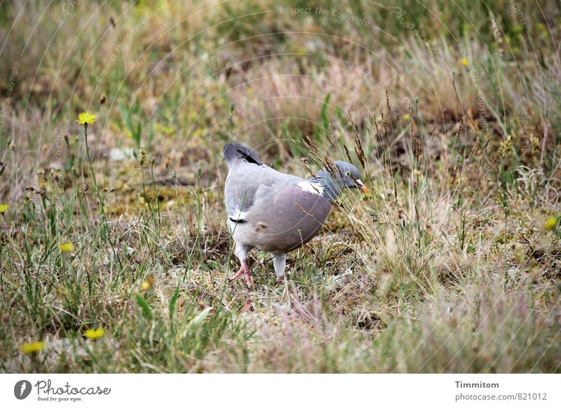 Ein scheuer Besucher. Umwelt Natur Pflanze Tier Schönes Wetter Blume Gras Dänemark Taube 1 einfach natürlich Gefühle Farbfoto Gedeckte Farben Außenaufnahme