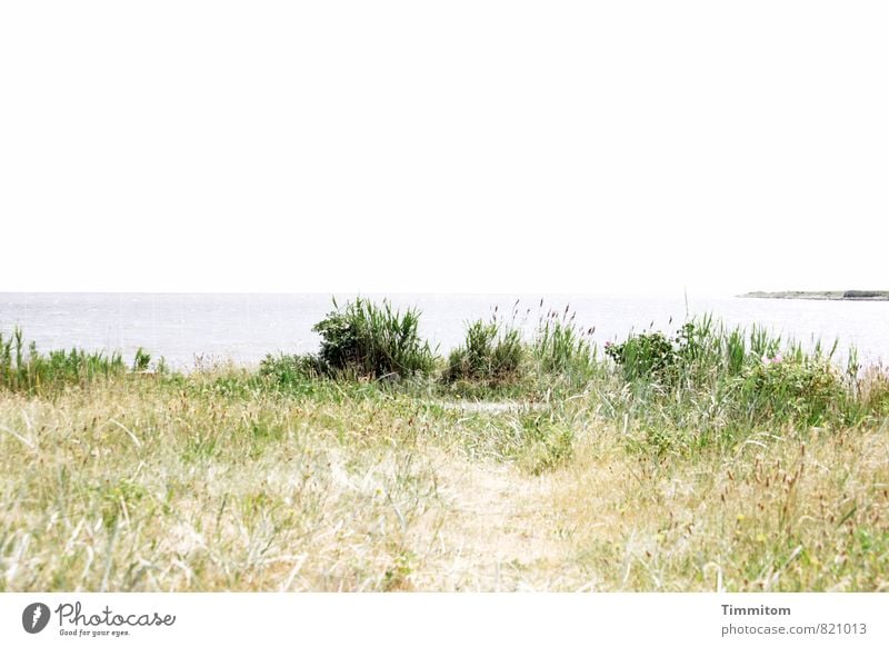 The long way home. Umwelt Natur Landschaft Pflanze Urelemente Sand Wasser Himmel Sommer Schönes Wetter Nordsee Dänemark Wege & Pfade Blick warten ästhetisch