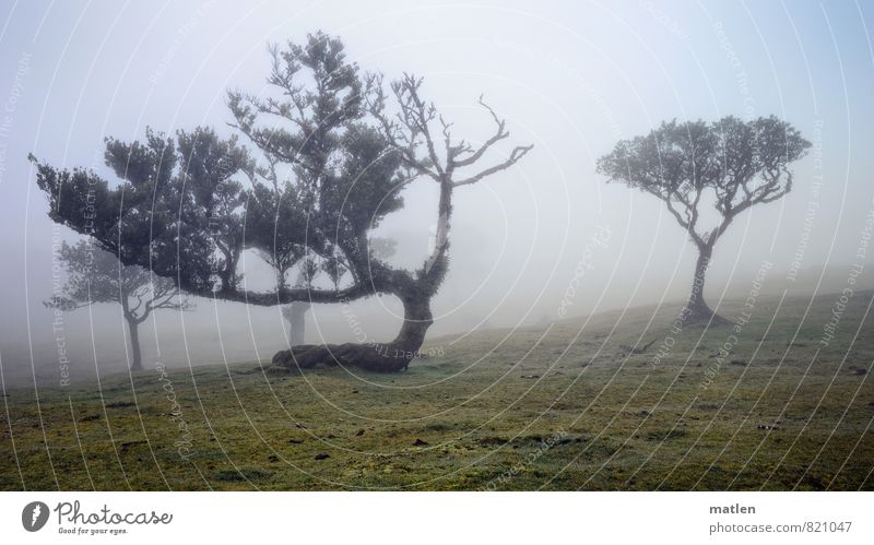 buckle Landschaft Pflanze Himmel Wolken Frühling Wetter schlechtes Wetter Nebel Baum Gras Moos Wiese Menschenleer braun grau grün weiß geheimnisvoll Farbfoto