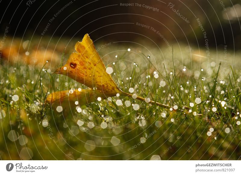 Ginkoblatt Natur Pflanze Wassertropfen Herbst Gras Blatt Wiese glänzend kalt nass braun gelb grün weiß Ginkgo Farbfoto Außenaufnahme Nahaufnahme