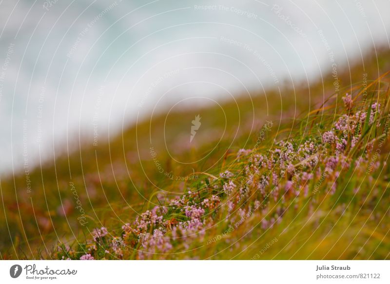 der wind das himmlische kind Sommer Gras Wellen Meer Klima Umwelt Heidekrautgewächse hell-blau rosa grün Farbfoto Außenaufnahme Tag Vogelperspektive