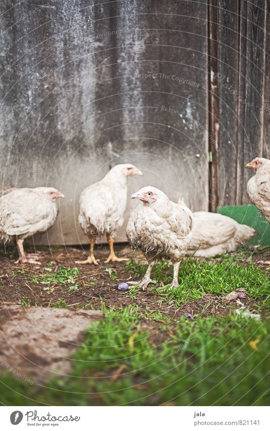 hühner Pflanze Gras Tier Nutztier Hühnervögel Hühnerstall Tiergruppe natürlich Farbfoto Außenaufnahme Menschenleer Textfreiraum oben Tag Tierporträt