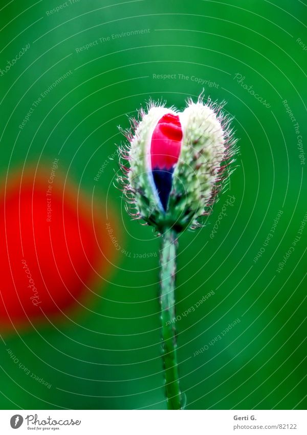 enigmatic tiefgründig Klatschmohn geplatzt aufgebrochen Blume Mohn rot zart stachelig offen knallig mehrfarbig frisch schwarz aufdringlich Blühend Frühling