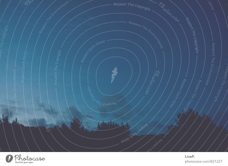 Abendhimmel Natur Pflanze Himmel Baum Wald ästhetisch blau schwarz Erholung ruhig Unendlichkeit Ferne Baumkrone Abenddämmerung Dämmerung Sommersonnenwende