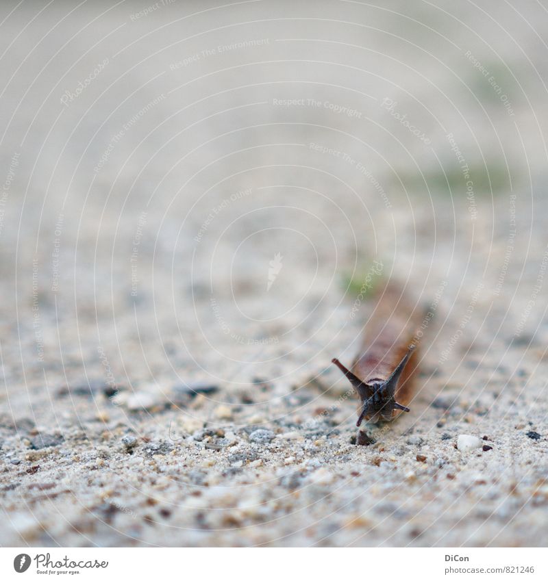 Crawling into Focus Tier Schnecke Tiergesicht 1 Stein Sand entdecken krabbeln Blick klein Neugier schleimig braun grau Interesse Gedeckte Farben Außenaufnahme