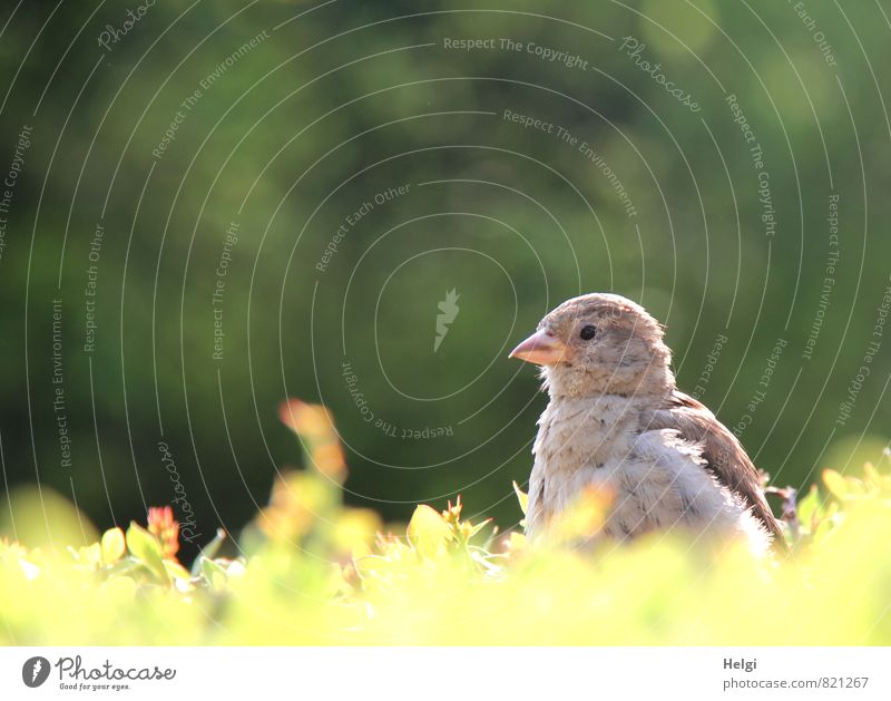 Spatzenkind... Umwelt Natur Pflanze Sommer Schönes Wetter Sträucher Grünpflanze Hecke Park Tier Wildtier Vogel 1 Tierjunges beobachten Blick warten ästhetisch