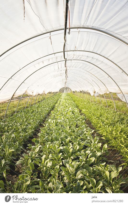 landwirtschaft Arbeit & Erwerbstätigkeit Gartenarbeit Landwirtschaft Forstwirtschaft Unternehmen Umwelt Natur Pflanze Grünpflanze Nutzpflanze Feld Bauwerk