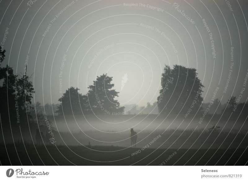 Bodennebel Ferien & Urlaub & Reisen Tourismus Ausflug Abenteuer Ferne Freiheit Umwelt Natur Landschaft Himmel Wolkenloser Himmel Nebel Pflanze Baum Wiese Feld