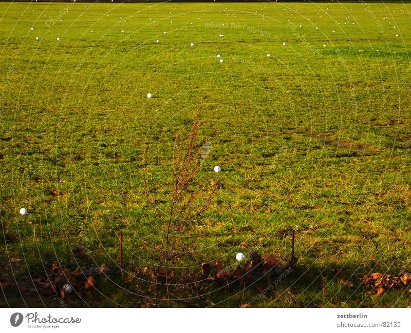 Golf Dorf Grundbesitz Gras Wiese grün Grasnarbe Bürgermeister Weide Landwirtschaft Grünfläche Sportrasen Gemeindeland Golfball Dorfwiese Ackerbau Kehren