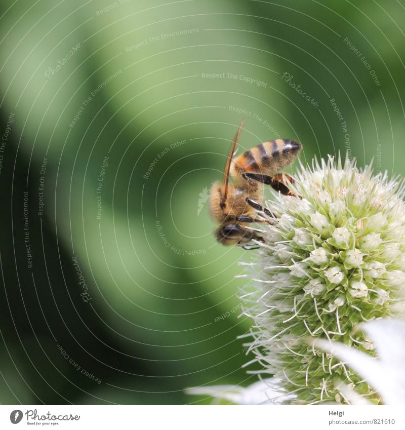 fleissig... Umwelt Natur Pflanze Tier Sommer Schönes Wetter Blume Blüte Distel Distelblüte Garten Nutztier Biene 1 Blühend ästhetisch authentisch klein