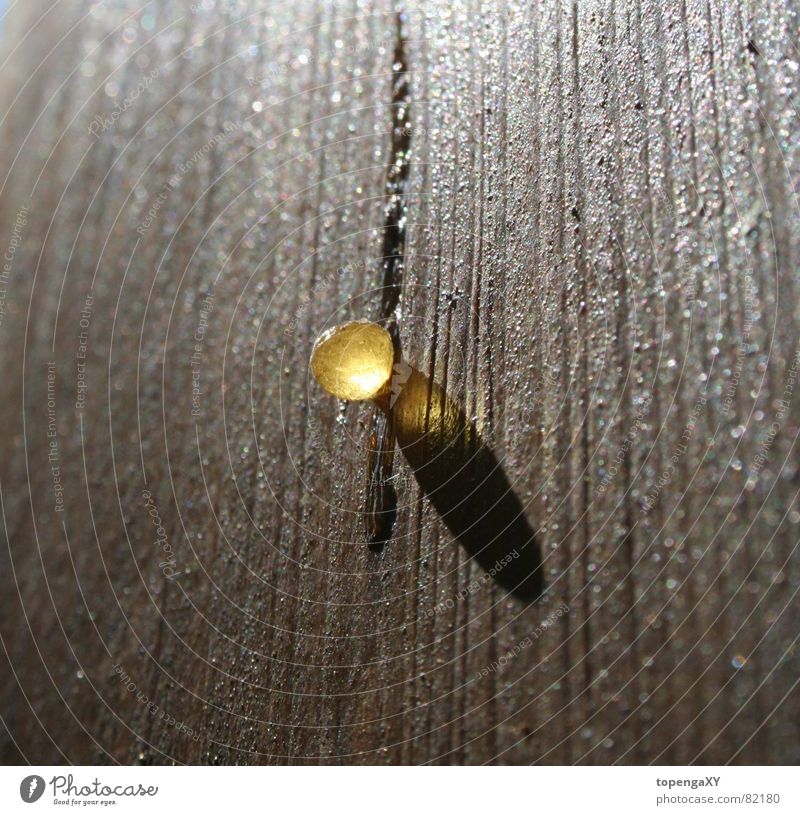 der goldene tropfen Sozialgesetz Holz Licht klein Makroaufnahme Nahaufnahme Sonne Schatten Wassertropfen Kugel