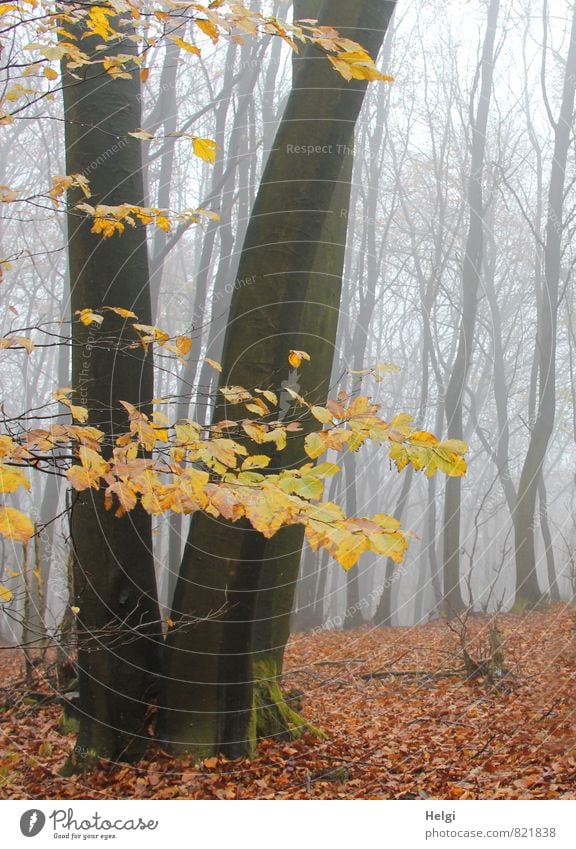 bizarr | Nebelwald Umwelt Natur Landschaft Pflanze Herbst Baum Blatt Buche Baumstamm Wald alt stehen dehydrieren Wachstum authentisch dunkel hoch natürlich