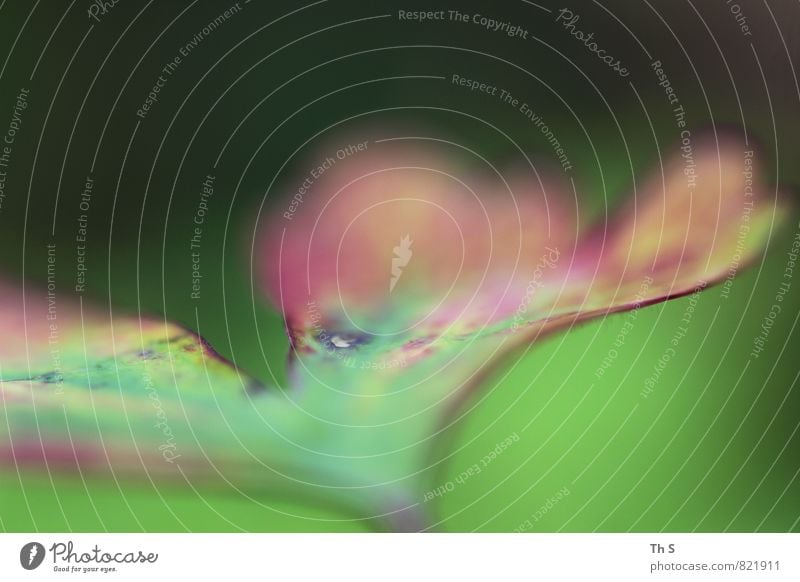 Blatt Natur Pflanze Frühling Sommer Blühend Duft ästhetisch authentisch einfach elegant natürlich grün rot Frühlingsgefühle Farbe harmonisch abstrakt schön
