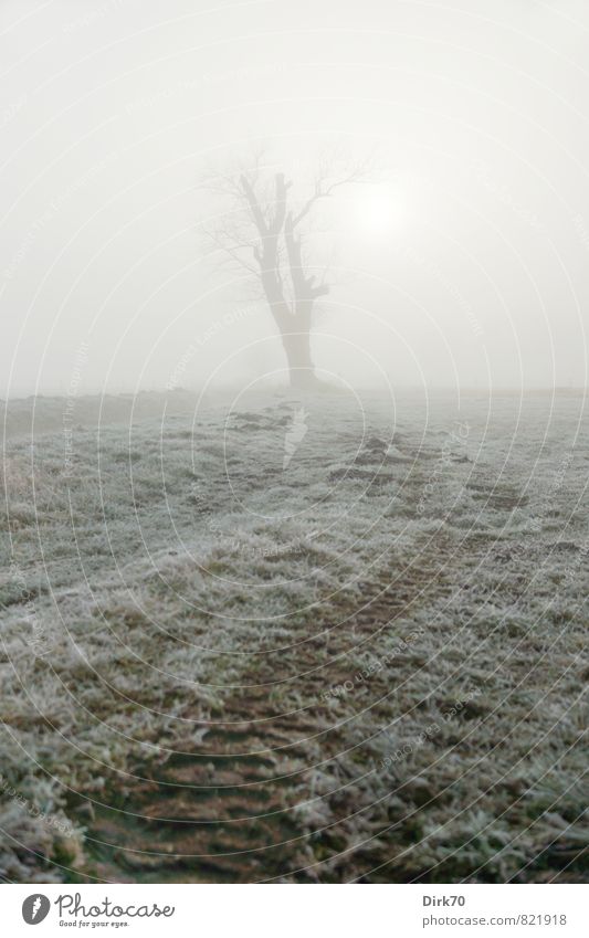 Schemenhaft Landwirtschaft Forstwirtschaft Sonne Sonnenaufgang Sonnenuntergang Winter Nebel Baum Gras Wiese Feld Weide Wachstum ästhetisch gruselig kalt