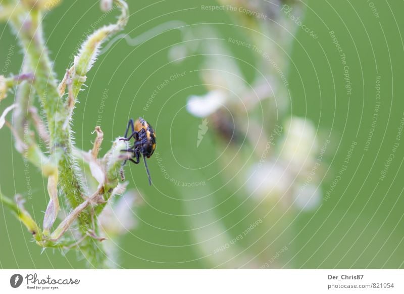 Doppelt aber unscharf Umwelt Natur Pflanze Tier Grünpflanze Wildpflanze Wildtier Käfer 1 beobachten hängen hocken krabbeln sitzen warten Freundlichkeit Glück