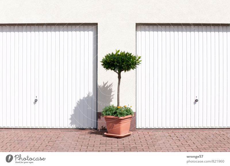 kost.bar | Schatzkästchen Garage Mauer Wand Garagentor Stadt braun grün weiß Pflanze Topfpflanze Farbfoto Gedeckte Farben Außenaufnahme Nahaufnahme Menschenleer