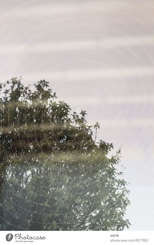 zerstören Natur Himmel Baum Glas ästhetisch skurril Linie Baumkrone Farbfoto Außenaufnahme Experiment Muster Textfreiraum links Textfreiraum rechts