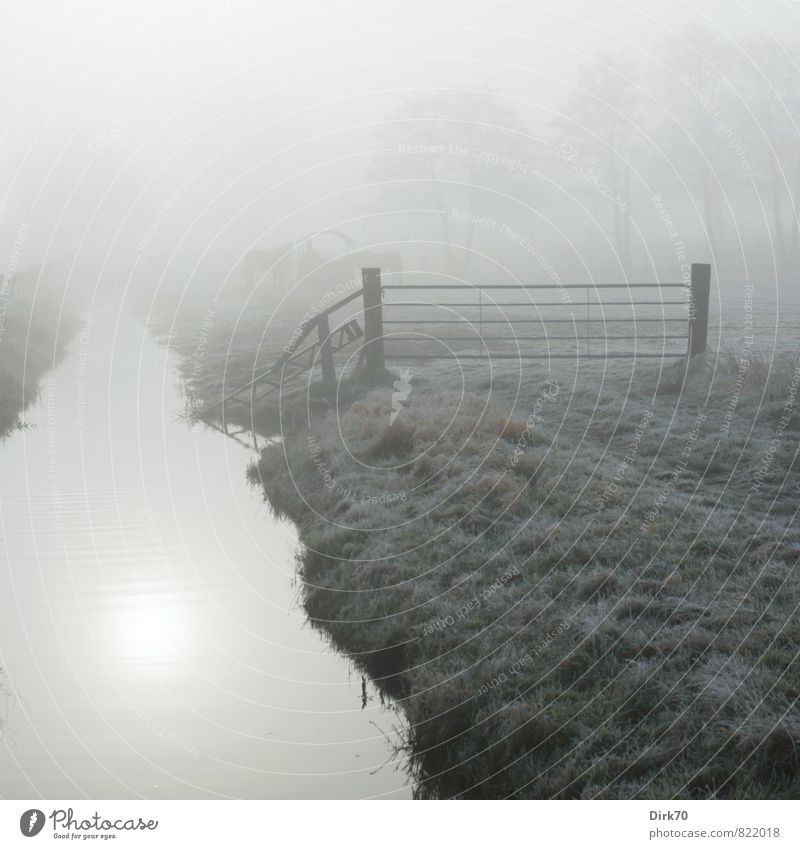 inkje gewidmet: Der untere Teil. Landwirtschaft Forstwirtschaft Sonne Sonnenlicht Winter Nebel Baum Gras Wiese Feld Bach Wassergraben Weide Pferch Tier Nutztier