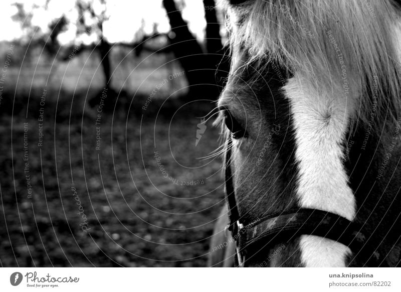 bourrin Geschirr Reitsport Umwelt Natur Feld Pony Pferd wild Halfter Weide besteigen hüh Pferdegeschirr blesse bw horse scheckig Schwarzweißfoto