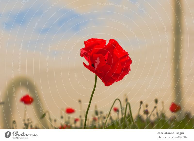 Mohnwiese Natur Landschaft Pflanze Himmel Sommer Schönes Wetter Blume Blüte Mohnfeld mohn Wiese Blühend leuchten fantastisch Freundlichkeit nah positiv schön