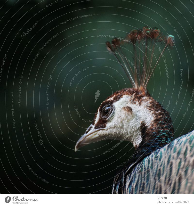 Häubchen auf dem Haupt Park Tier Haustier Vogel Pfau 1 Blick ästhetisch elegant exotisch fantastisch glänzend schön blau braun grau grün schwarz weiß Romantik