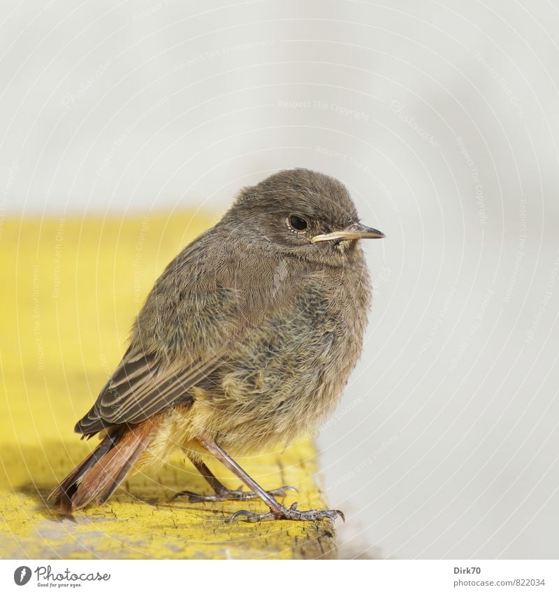 Rotschwanz-Teenie, die 2. Tier Mauer Wand Wildtier Vogel Singvögel Hausrotschwanz gefiedert 1 Tierjunges Holzbrett beobachten hocken sitzen warten frei klein