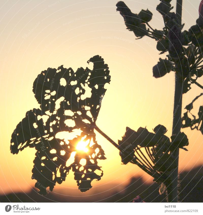 Abendstimmung Natur Landschaft Pflanze Himmel Sonne Sonnenaufgang Sonnenuntergang Sonnenlicht Sommer Wetter Schönes Wetter Wärme Blume Blatt durchlöchert