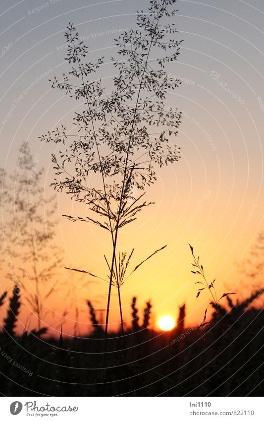 Sommerabend Landschaft Pflanze Himmel Sonne Sonnenaufgang Sonnenuntergang Sonnenlicht Wärme Gras Feld blau gelb orange rot schwarz Gefühle Stimmung