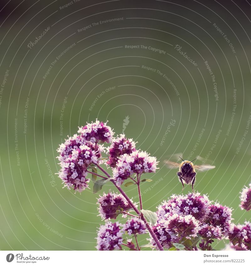 Bombus magnus Umwelt Natur Landschaft Pflanze Tier Blume Blüte Garten Park Wiese Feld Hummel 1 fliegen Blick Schweben Flügel Insekt Gedeckte Farben