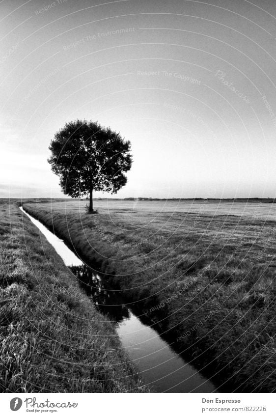 Im Umland Umwelt Natur Landschaft Pflanze Wolkenloser Himmel Baum Wiese Feld Dorf Menschenleer ruhig Straßengraben Landwirtschaft Schwarzweißfoto Außenaufnahme