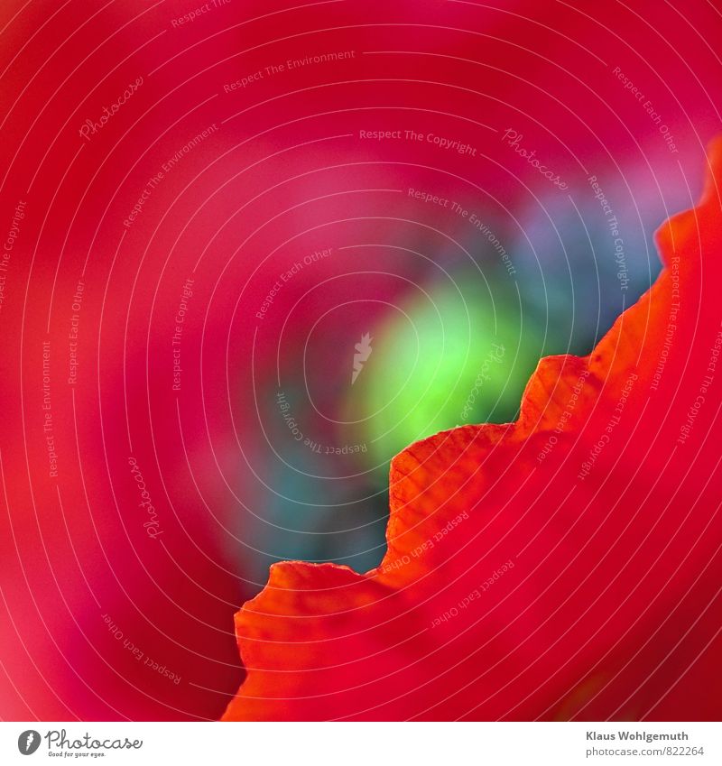 Ein Blütenblatt der Klatschmohnblüte gibt den Blick auf den Blütenkelch frei. Der Rand des Blütenblattes ist scharf zu sehen Umwelt Natur Pflanze Sommer