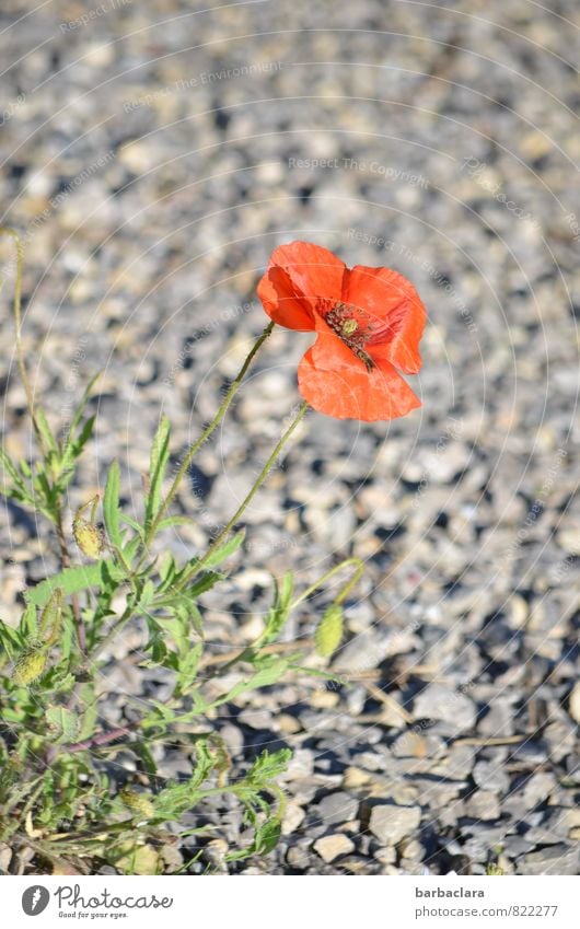 Wegbegleiter Umwelt Erde Sommer Pflanze Mohnblüte Klatschmohn Wege & Pfade Wegrand Kies Stein Blühend stehen hell schön rot Kraft bescheiden Einsamkeit Natur