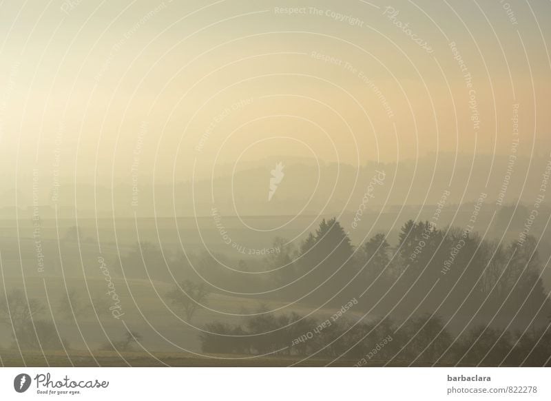 Sanftes Morgenlicht Natur Landschaft Erde Luft Himmel Sonnenaufgang Sonnenuntergang Nebel Baum Sträucher Feld Hügel leuchten hell Stimmung Beginn Erwartung