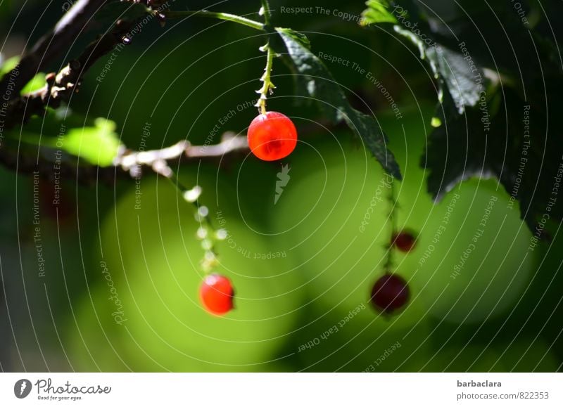 leuchtendes Früchtchen Natur Pflanze Sommer Sträucher Blatt Nutzpflanze Johannisbeeren Frucht Garten hängen Gesundheit gut klein saftig sauer grün rot genießen