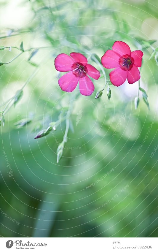 wiesenblumen Natur Pflanze Sommer Schönes Wetter Blume Blatt Blüte Wiese ästhetisch schön wild weich Farbfoto Außenaufnahme Menschenleer Textfreiraum unten Tag