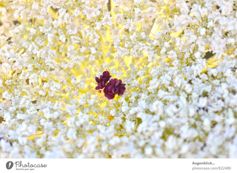 ein kleiner Schatz... Natur Sonnenaufgang Sonnenuntergang Sonnenlicht Sommer Blüte Wiese Feld Duft frei Freundlichkeit Fröhlichkeit frisch Gesundheit Glück