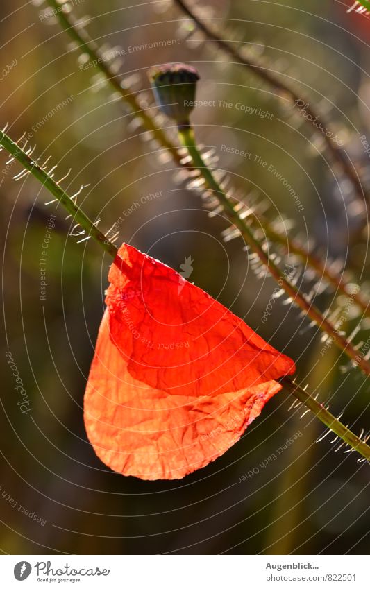 letzter Mohn... Umwelt Natur Landschaft Blume Feld Duft Liebe träumen rot Zufriedenheit Vorsicht Gelassenheit geduldig ruhig Farbfoto Nahaufnahme Detailaufnahme