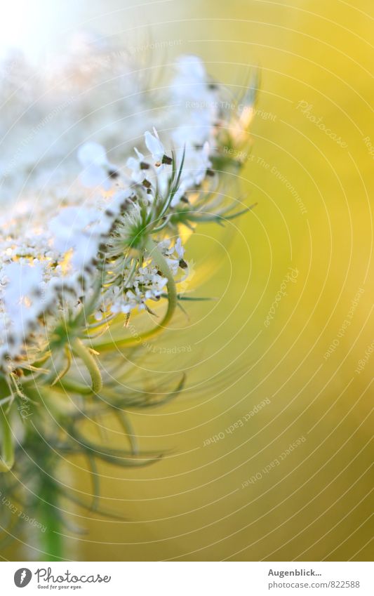 Blütenzauber... Natur Sonnenaufgang Sonnenuntergang Sonnenlicht Sommer Blume Gras Wildpflanze Wiese Feld Wärme gelb grün weiß schön Duft Erholung Freiheit