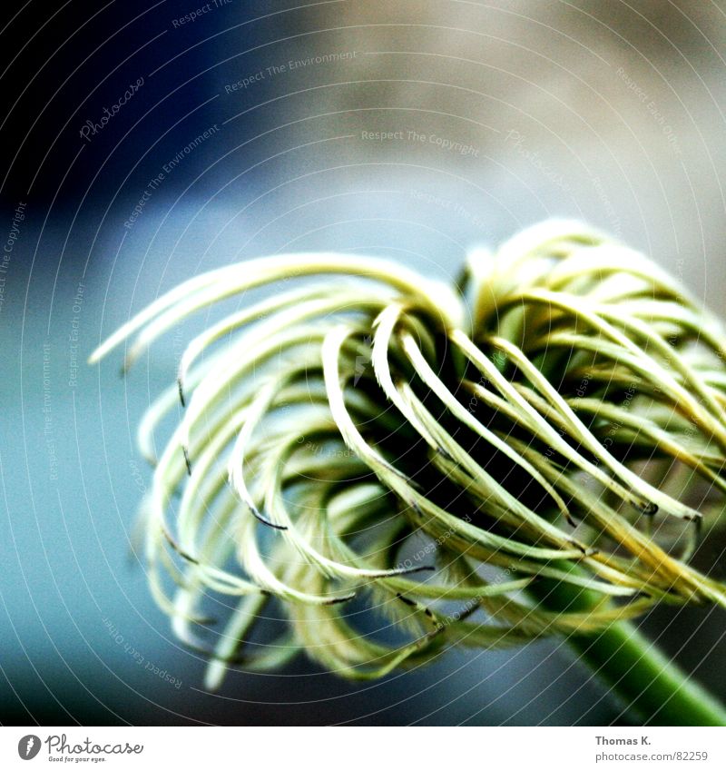 Pflanze von Rechts Wuschelkopf Blume Blüte Stengel Spirale grün Botanik Gras Wiese Pflanzenteile Blumenhändler Blütenstiel Pollen Beet Blumenbeet Halm Ähren