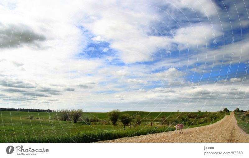 Der Weg ist das Ziel abgelegen gehen schlechtes Wetter Wolken bezogen Einsamkeit Unendlichkeit Ferne Gras grün himmelblau Langeweile Straßenbelag Hund