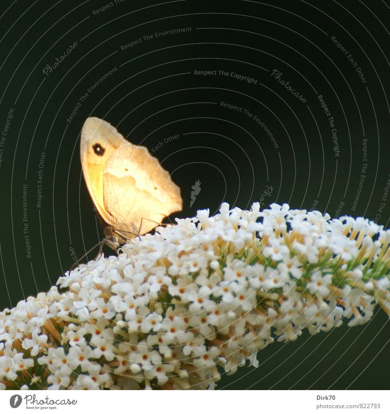 Ochsenauge im letzten Abendlicht Tier Sonnenlicht Sommer Schönes Wetter Pflanze Sträucher Blüte Sommerflieder Garten Wildtier Schmetterling Flügel 1 Duft Essen