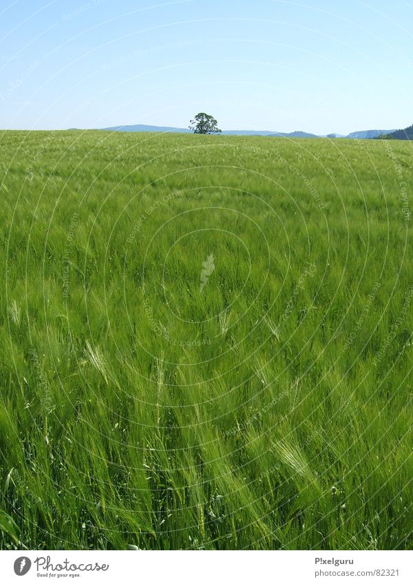 Ein Bett im Kornfeld Feld Weizen Sommertag Erholung Ferien & Urlaub & Reisen wanderlust