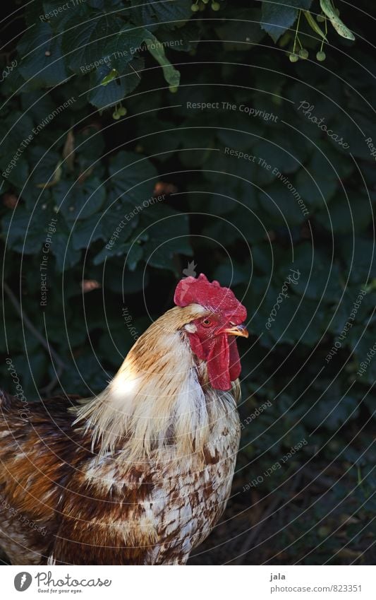 gockel Natur Pflanze Sträucher Garten Tier Nutztier Hahn 1 ästhetisch Farbfoto Außenaufnahme Menschenleer Textfreiraum oben Hintergrund neutral Tag Tierporträt